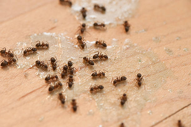Best Emergency Pest Control  in Winnebago, IL